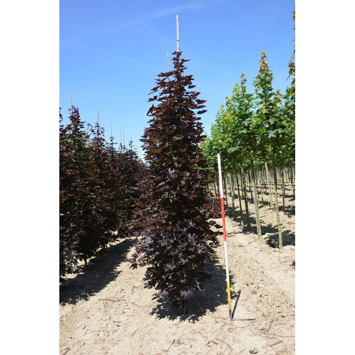 Lönn - Acer platanoides 'Crimson Sentry' - Stammens omkrets 16-18 cm, höjd 3,5-4 meter, HS,